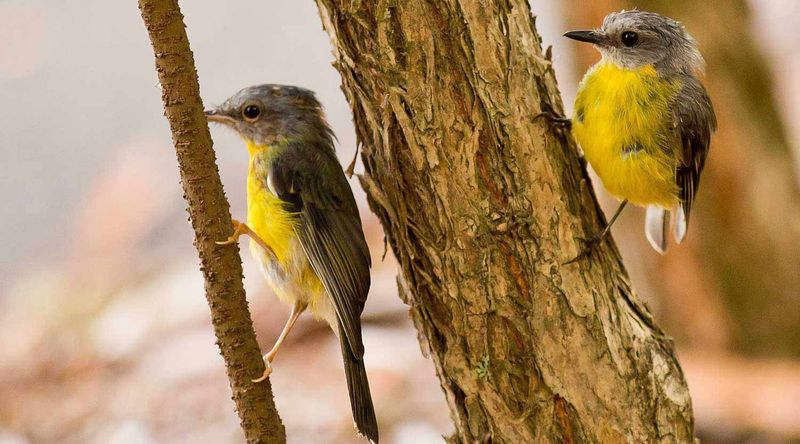 Eastern yellow robin.