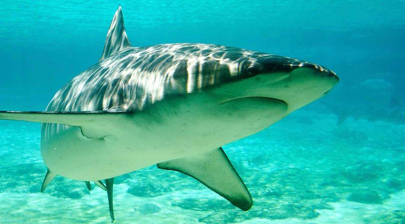 Shark in waters around Booderee National Park.