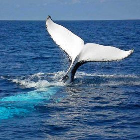 Humpback whale off Booderee National Park