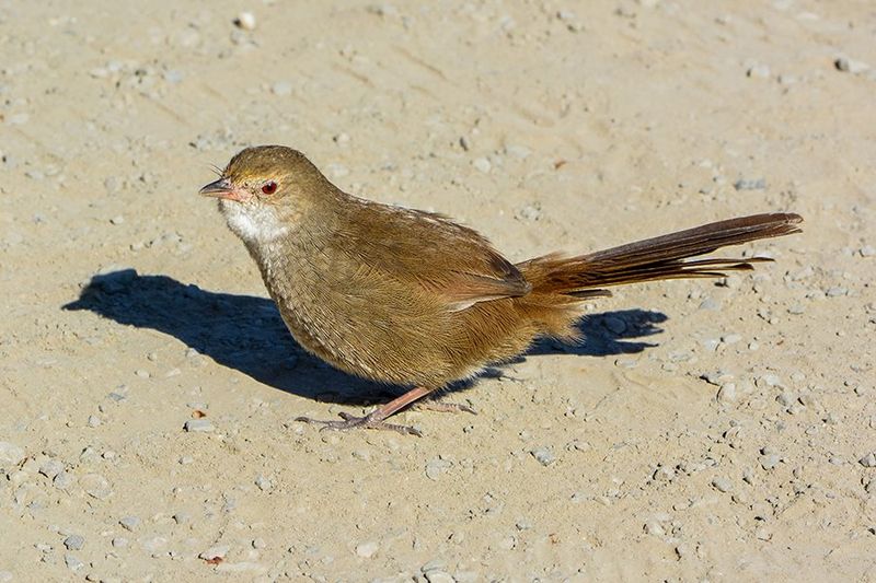 Eastern bristlebird. credit Chris Grounds.