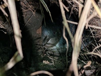 Little penguin in burrow  .