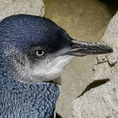 Close-up of a little penguin