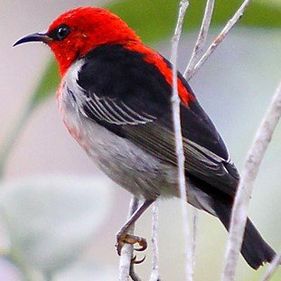 Scarlet honeyeater