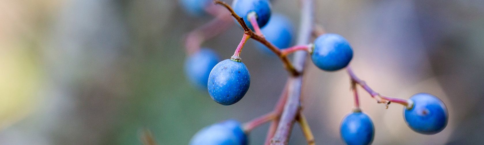 Bnp berries| credit parks australia.