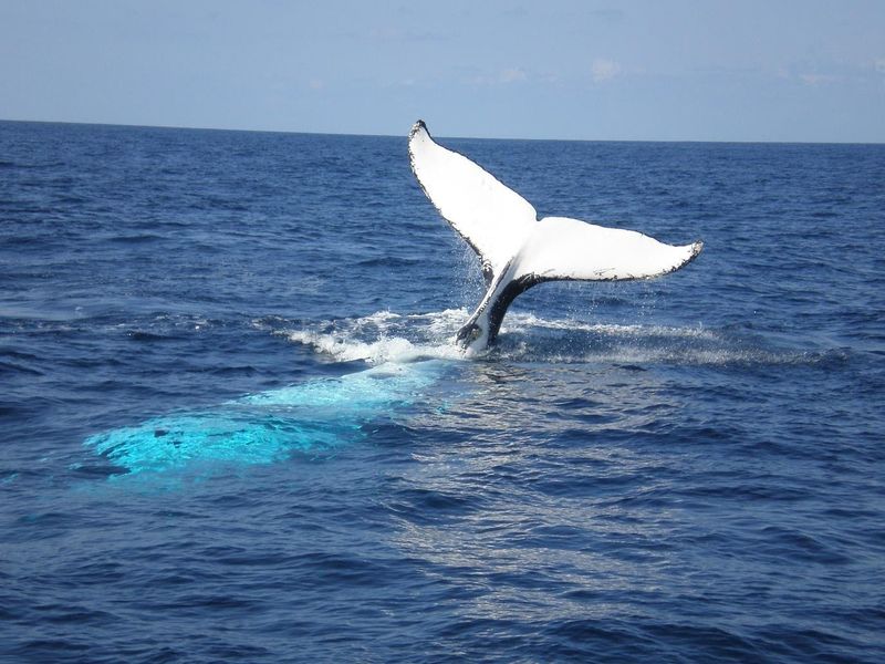 Humpback whale.