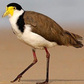 Masked lapwing