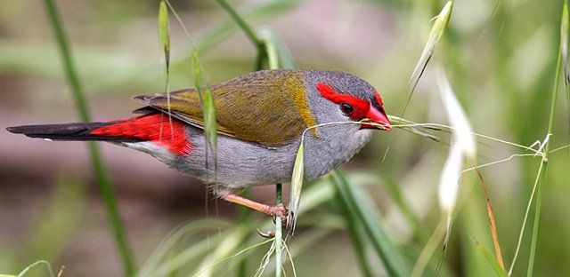 Red-browed finch.