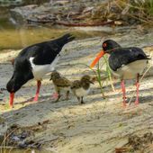 A family of pied oystercatchers