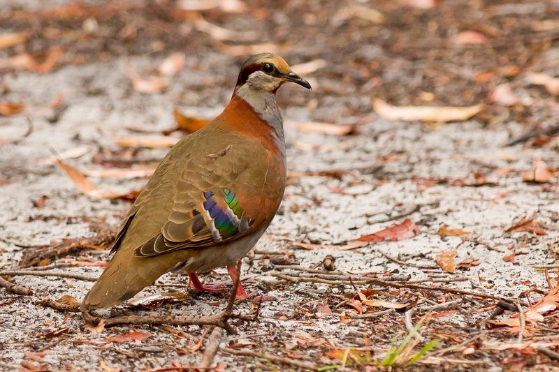 Brush bronzewing.