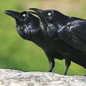 Australian raven