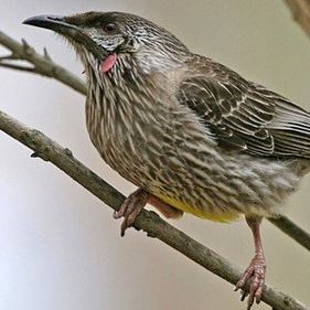 Red wattlebird