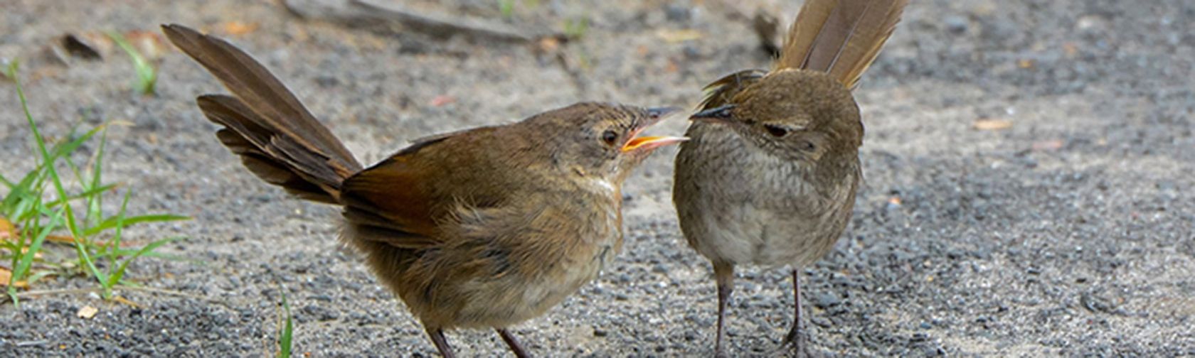 Eastern Bristlebird