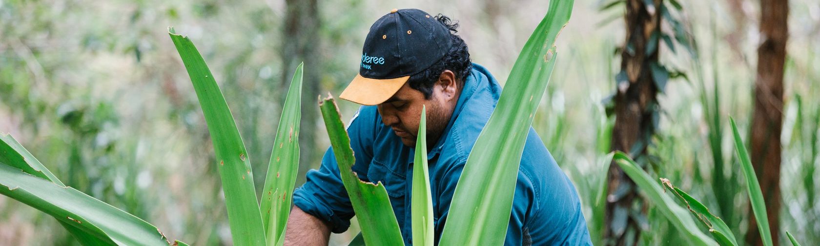 A Booderee ranger demonstrating the properties of a local plant, Booderee National Park