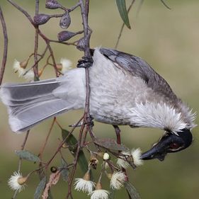 Noisy friarbird