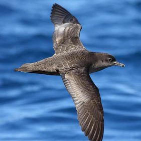 Short-tailed shearwater