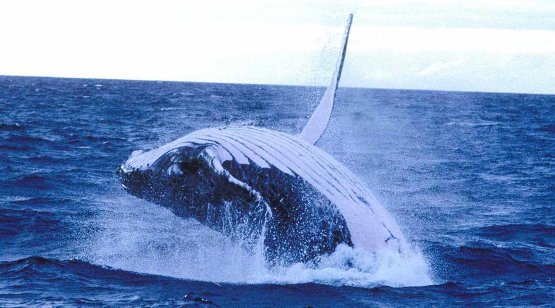 Humpback Whale off Booderee National Park.