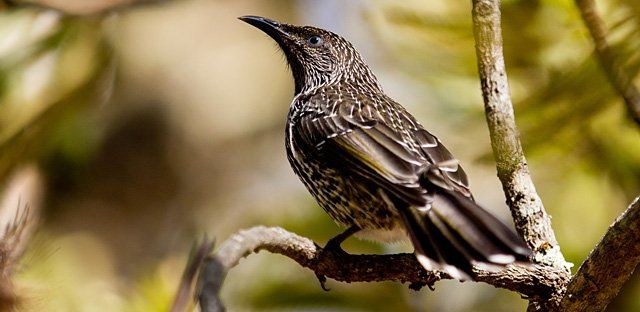 Little wattlebird.