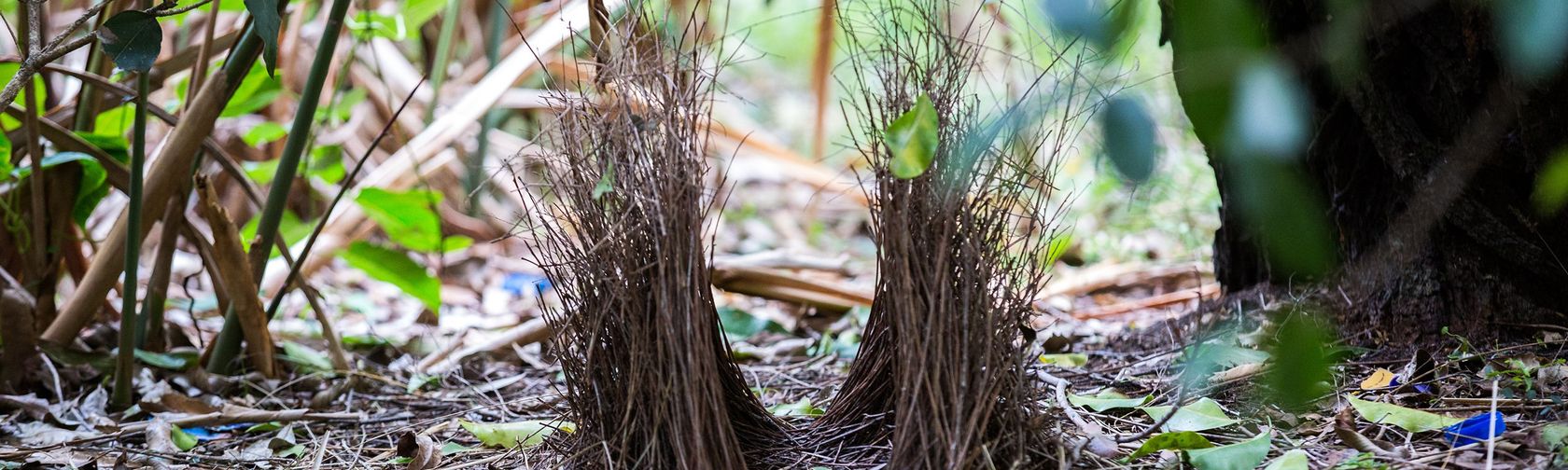 Bower bird nest