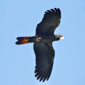 Glossy black cockatoo