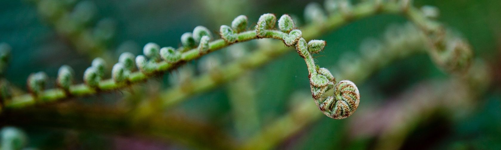 Fern fronds