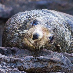 Fur seal