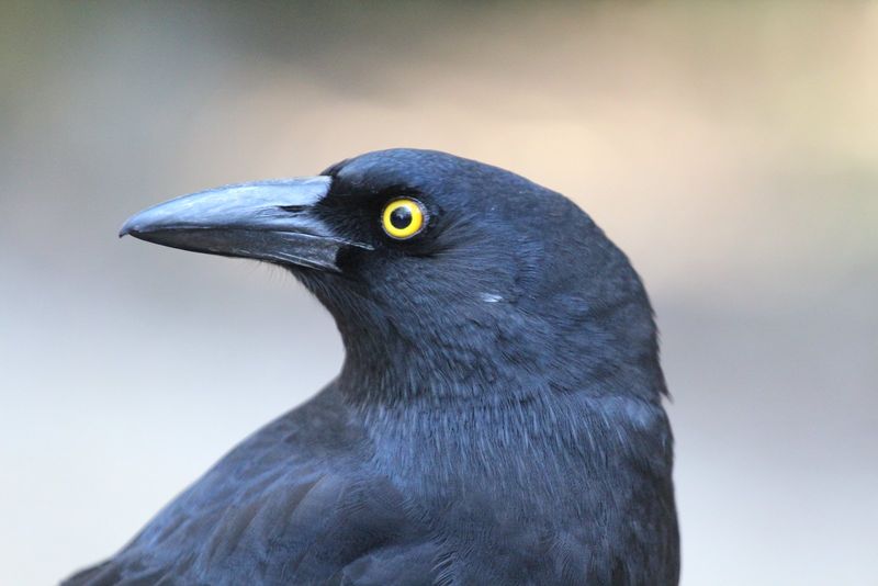 Pied currawong.