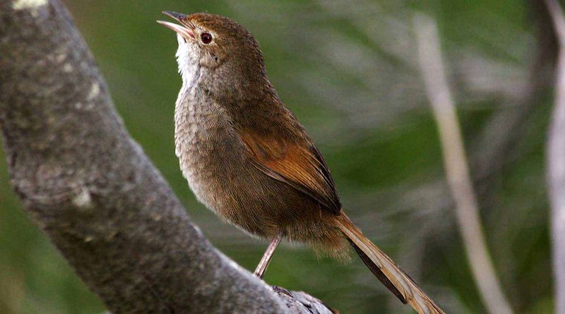 The Eastern Bristlebird, Booderee Botanic Gardens.