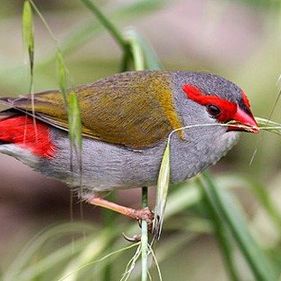 Red-browed finch