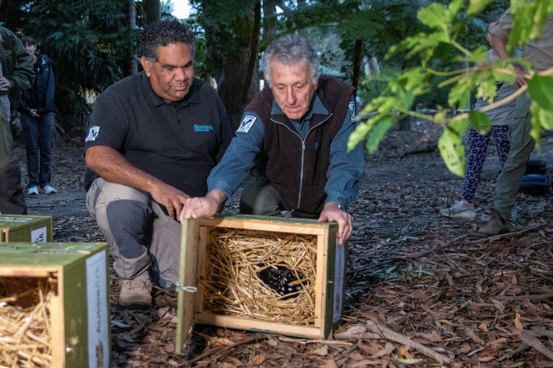 Eastern quolls release.