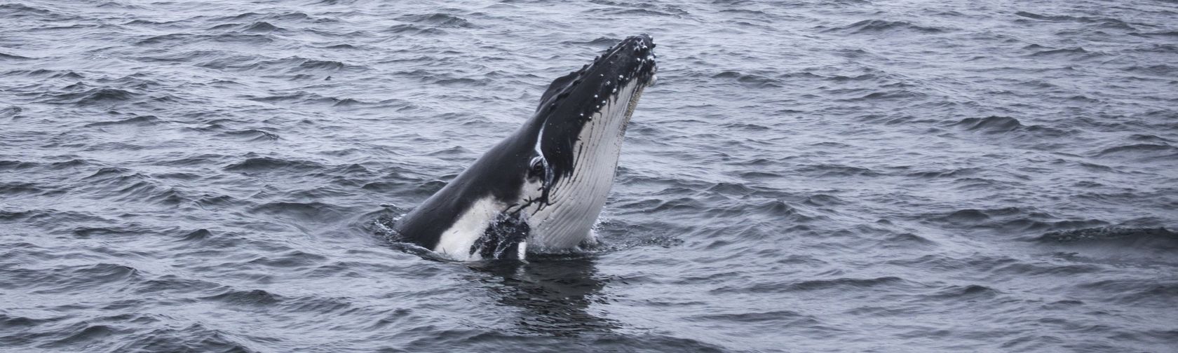 Whale watching off Booderee National Park