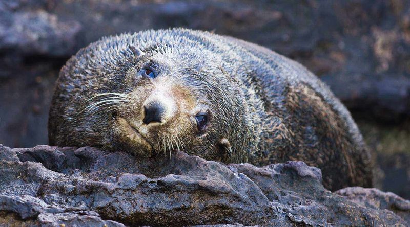 Fur seal.