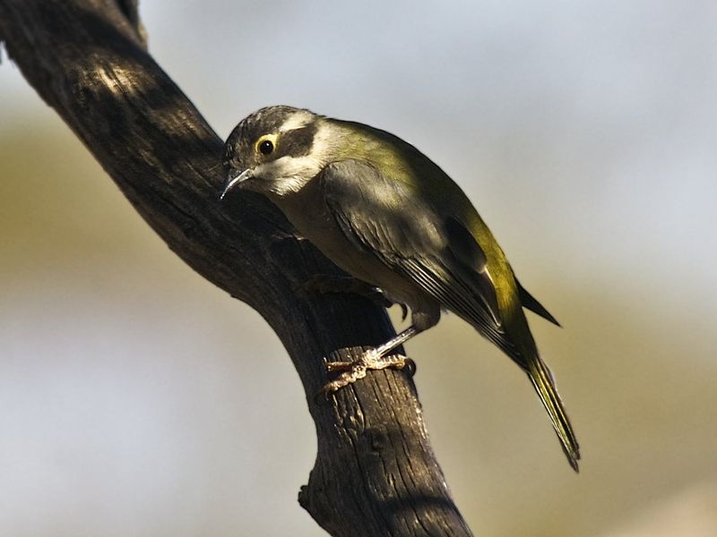 Brown-headed honeyeater.