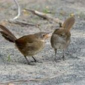 Eastern bristlebird