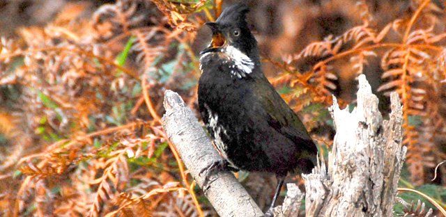 Eastern whipbird.