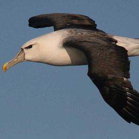 Black-browed albatross