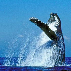 Humpback whale