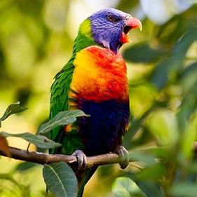 Rainbow lorikeet