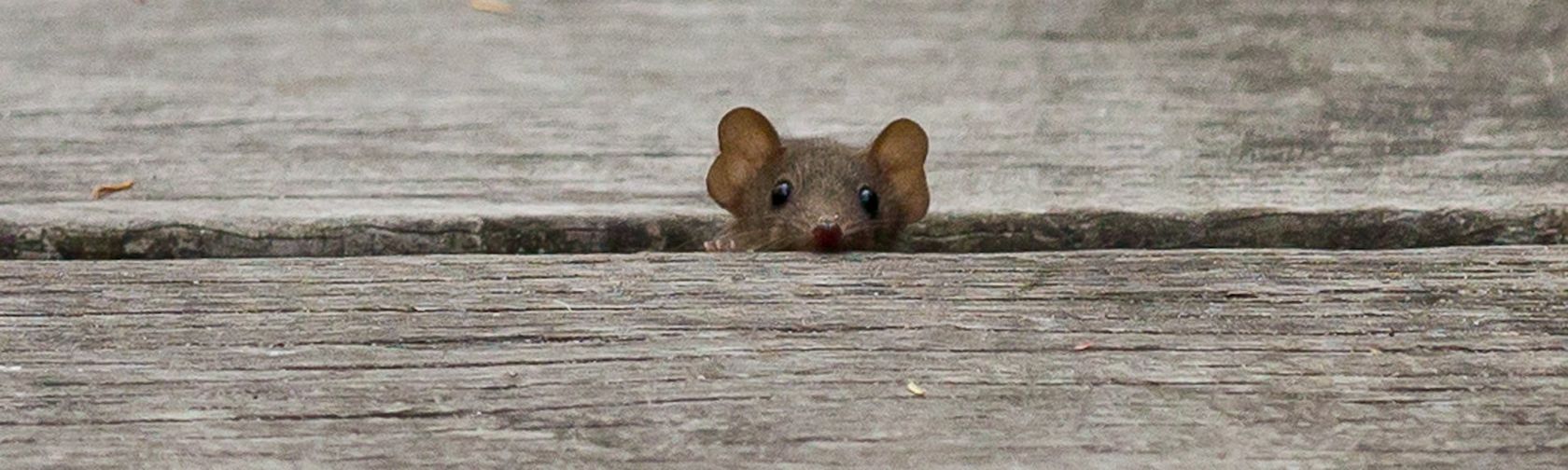 A very cute brown antechinus