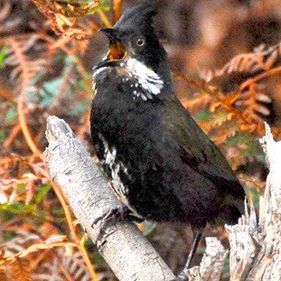 Eastern whipbird