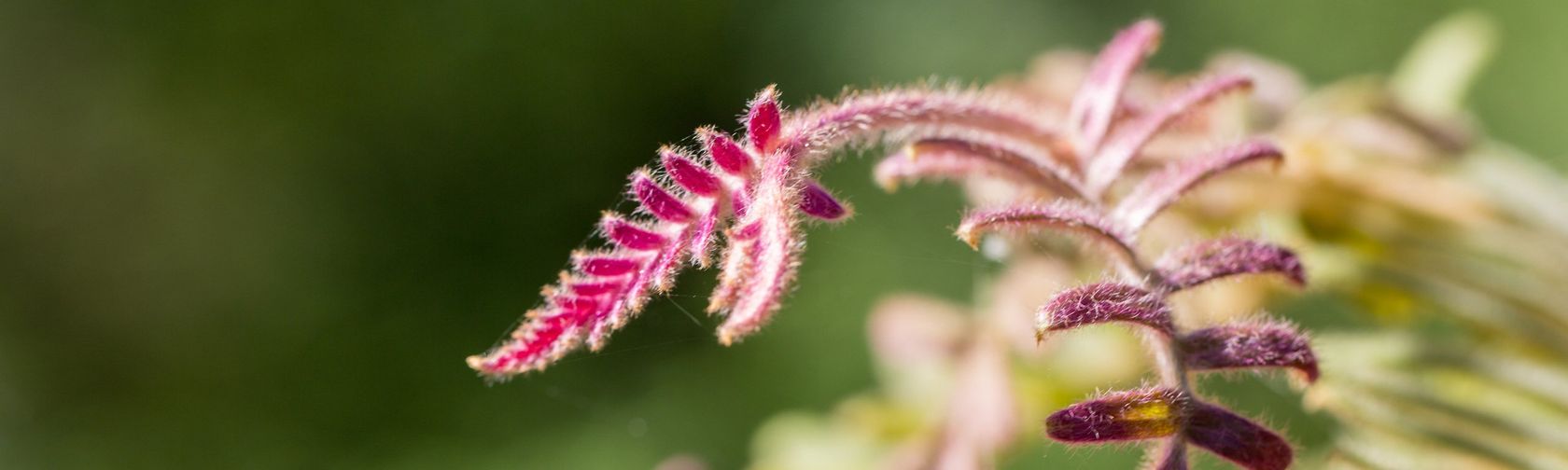 Caley's grevillia